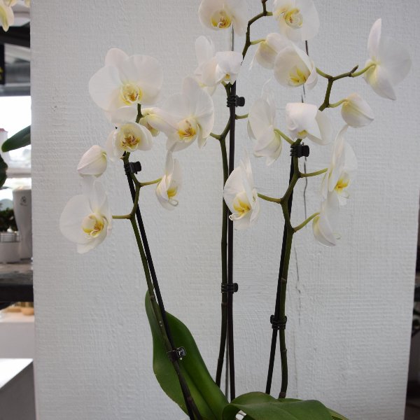 Orchideen Bild 1