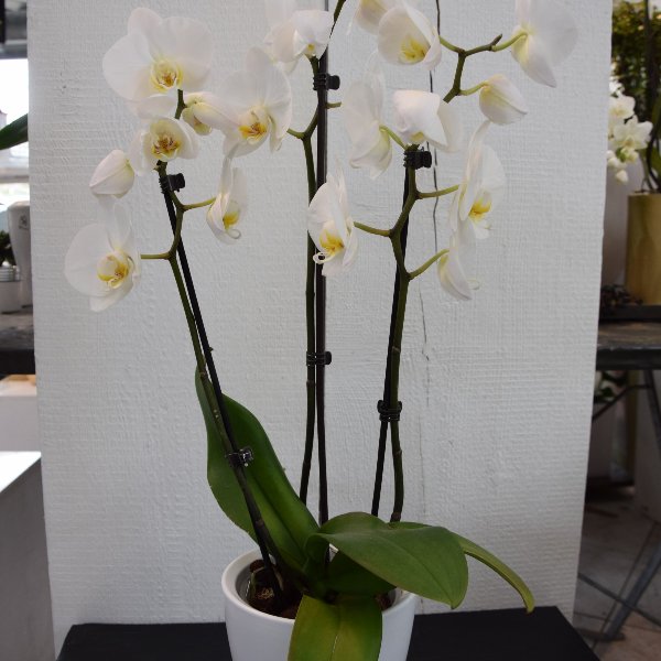 Orchideen Bild 2