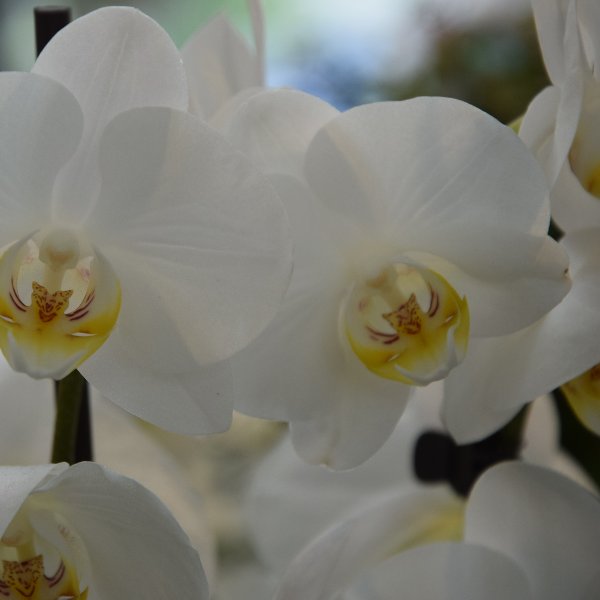 Orchideen Bild 3